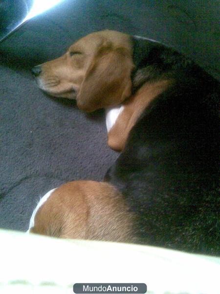 regalo perra beagle