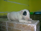 te lo enviamos a tu domicilio, bullterrier. - mejor precio | unprecio.es