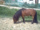 vendo precioso poni - mejor precio | unprecio.es