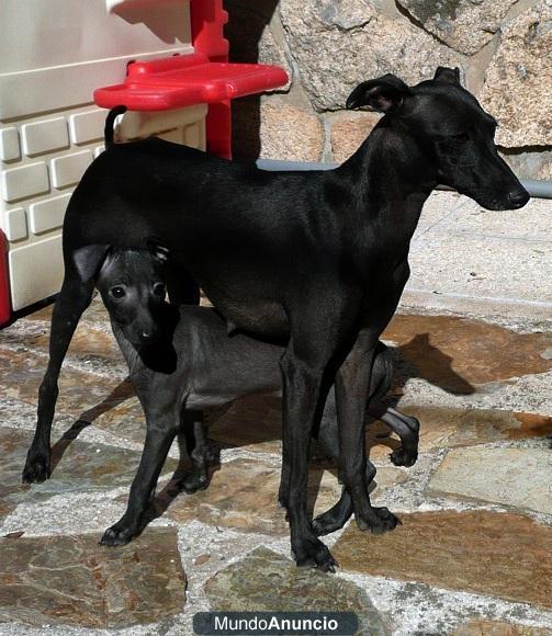 Cachorros de Pequeño Lebrel Italiano, picolo lebrel