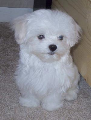 bichón maltés 395€
