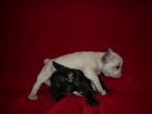Bulldog Frances - mejor precio | unprecio.es
