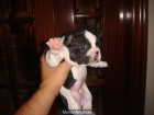 bulldog frances oportunidad - mejor precio | unprecio.es