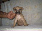 camada de american stanfforshire terrier - mejor precio | unprecio.es