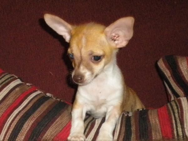 Chihuahua miniatura pedigree 600 euros