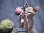 gstos sphynx - mejor precio | unprecio.es