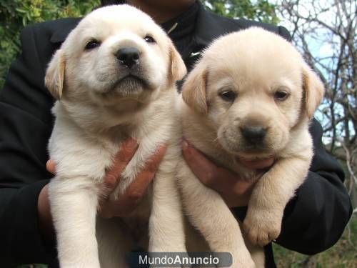 Labrador de casi dos meses muy buenos