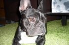 PROXIMA CAMADA DE BULLDOG FRANCÈS PARA 1 DE ABRIL - mejor precio | unprecio.es