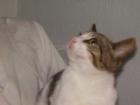 Regalo gatitos - mejor precio | unprecio.es