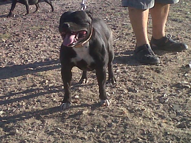 stafforshire bull terrier a 300 euros