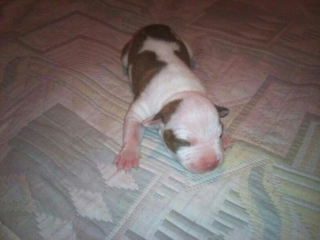 vendo cachorros de red nose