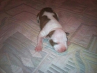 vendo cachorros de red nose - mejor precio | unprecio.es