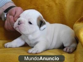 Elegante bulldog inglés cachorros para adopuion