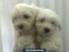 ADORABLES CACHORROS DE BICHON MALTES - mejor precio | unprecio.es
