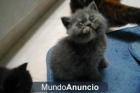 Busco gato persa - mejor precio | unprecio.es
