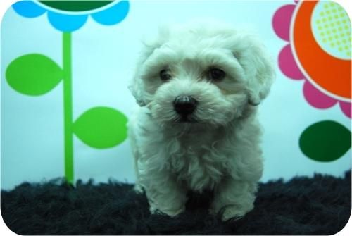 Camada de Bichon Maltes.