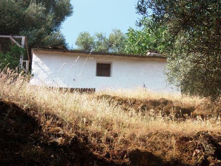 Finca de olivos, higueras, y pequeña casa