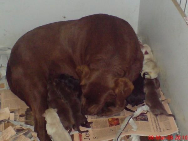 Labrador  retriever  cachorros dorados,  negros , chocolate, perros, cachorros, criadero, venta.   Preciosa camada, se e