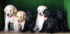 Labradores negros 190€ - mejor precio | unprecio.es