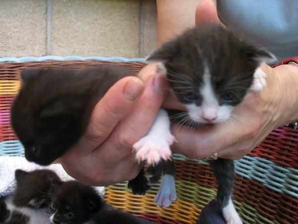 regalamos 4 gatits