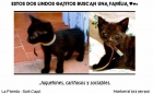 Se dan! Dos lindos gatitos negros buscan família - mejor precio | unprecio.es