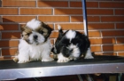Ultimos cachorrines a un precio explendido - mejor precio | unprecio.es
