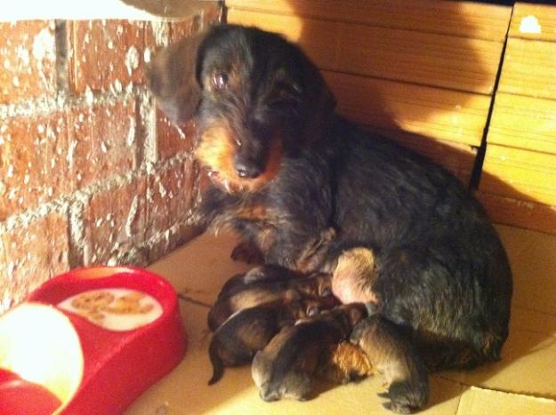Vendo cachorros de Teckel de pelo duro