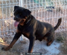 Bombolia Rottweiler´s - mejor precio | unprecio.es