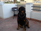 regalo rottweiler de 4 años - mejor precio | unprecio.es