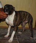 AMERICAN STAFFORDSHIRE TERRIER - mejor precio | unprecio.es
