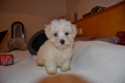 Bichon-Maltes Toy Toy comprala para esta Navidad - mejor precio | unprecio.es