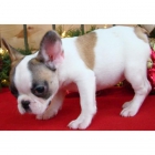 BULLDOGS 150 EUROS - mejor precio | unprecio.es