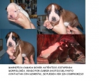 CACHORROS BOXER - mejor precio | unprecio.es