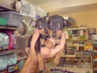 CACHORROS DE PINCHER MINI, MUY BONITOS 530 EUROS - mejor precio | unprecio.es