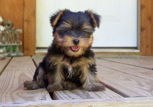 Cachorros de yorkshire terrier disponible