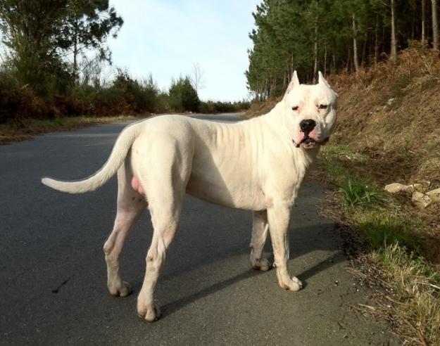 Dogo Argentino Monta