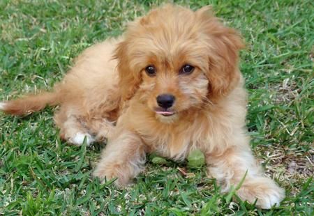 Penny la mezcla Poodle