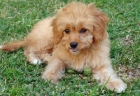 Penny la mezcla Poodle - mejor precio | unprecio.es
