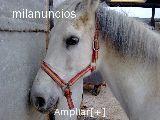 vendo caballo docil, en buen estado  interesado llamar al 671 551 931- 671 551 924