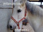 vendo caballo docil, en buen estado interesado llamar al 671 551 931- 671 551 924 - mejor precio | unprecio.es