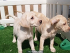 Vendo cachorritos de Labrador ¡tu oportunidad! - mejor precio | unprecio.es