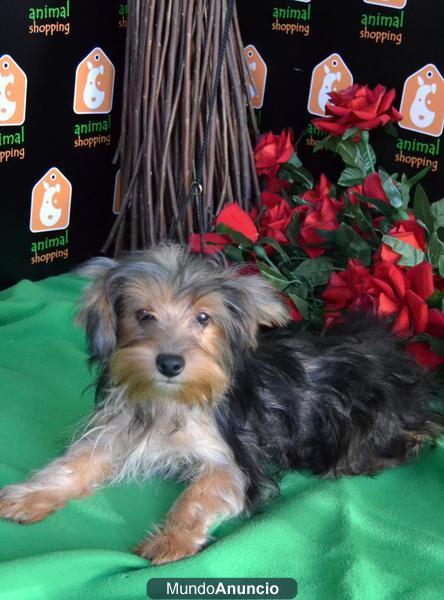 YORKSHIRE EN ADOPCION