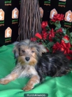 YORKSHIRE EN ADOPCION - mejor precio | unprecio.es