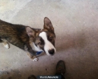 URGENTE ADOPCIÓN, A HARRY, CRUCE HUSKY‏, LO ABANDONAN POR ALERGIA. TIENE SOLO 8 MESES. - mejor precio | unprecio.es