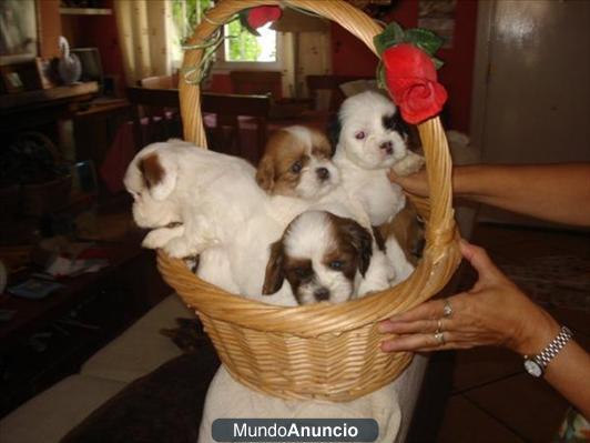 Fantásticos cachorros de lhasa apso