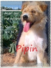 Pipin, mestizo de año y medio en adopción - mejor precio | unprecio.es