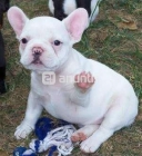 Bulldog Frances fawn (dorados) para exposicion, excelente pedigree. - mejor precio | unprecio.es