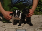 CACHORROS DE BULLDOG FRANCES 590 - mejor precio | unprecio.es