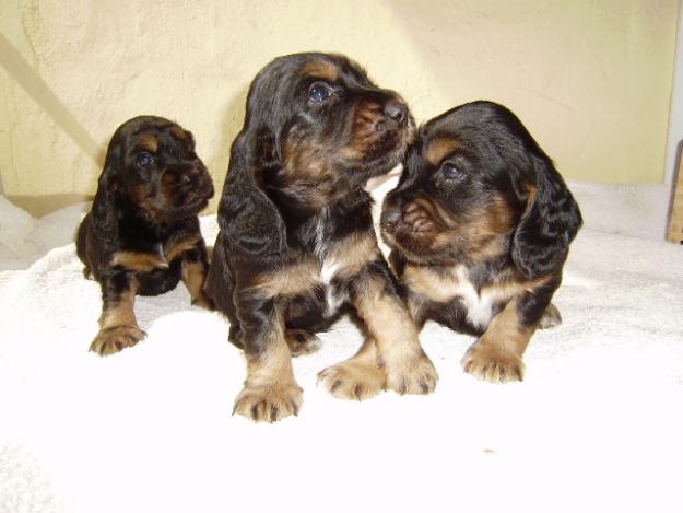 Cachorros de Cocker Spaniel