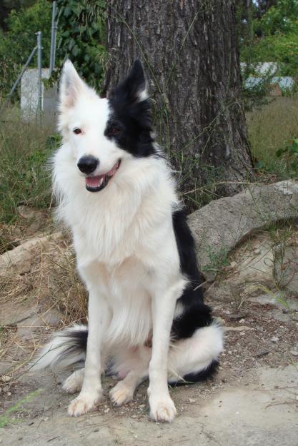 Camada border collie